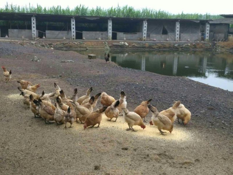 绿壳鸡蛋食用50g以下
