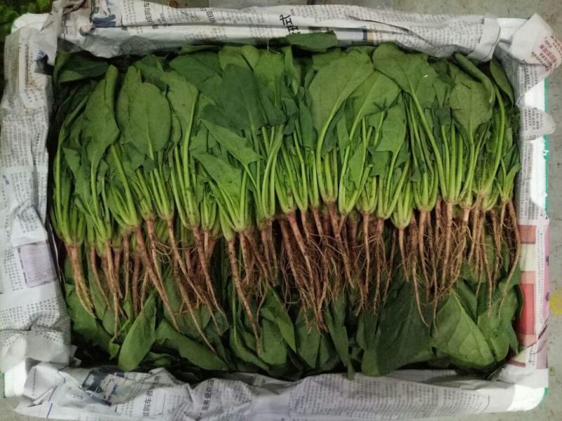 菠菜15~20厘米