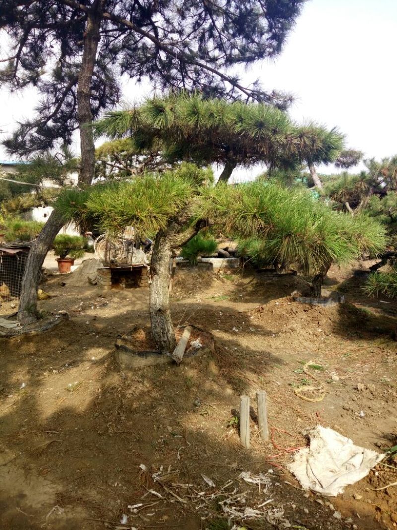 造型松15公分，泰山造型松，泰山景松，造型油松