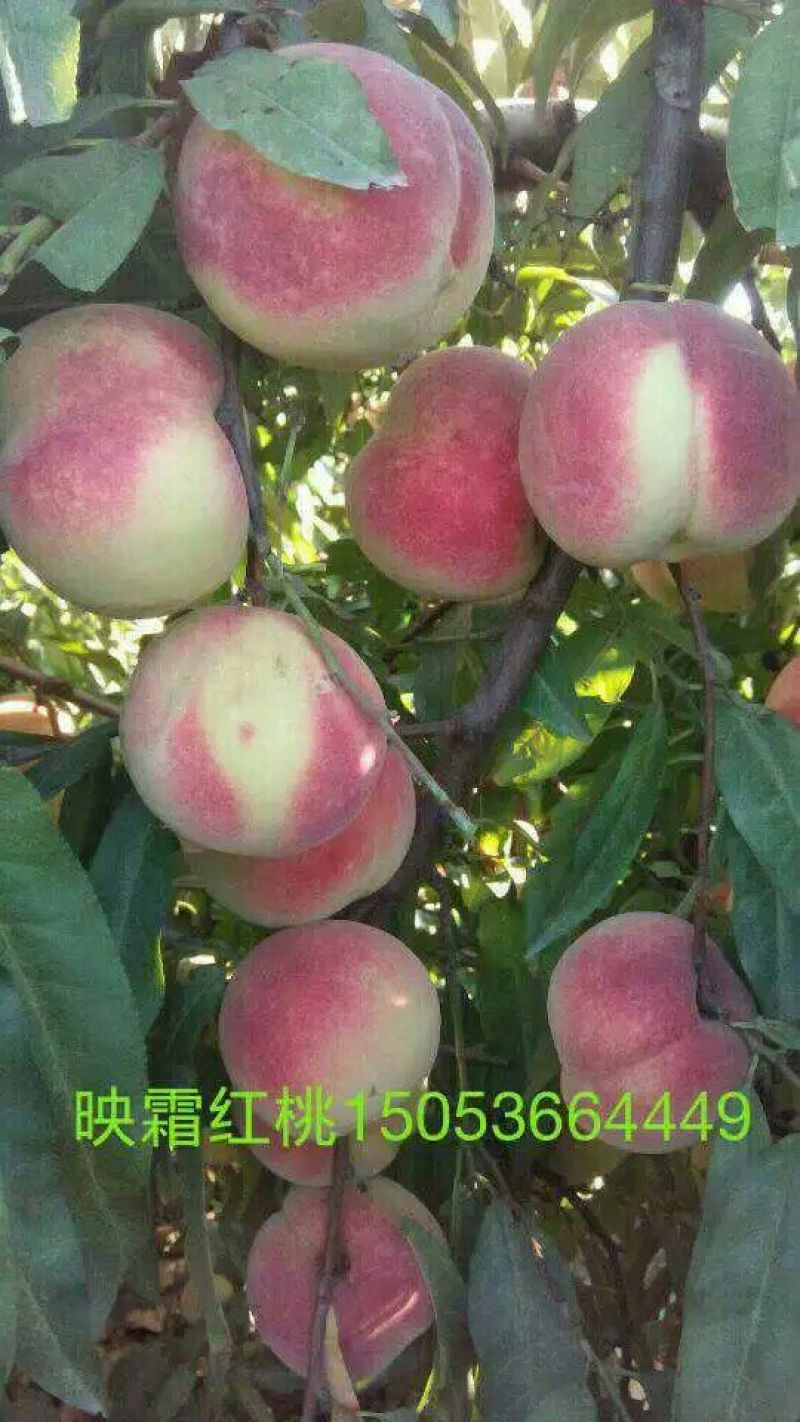 桃树苗