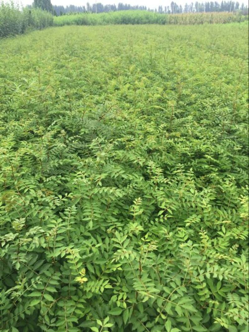 花椒苗0.5~1年