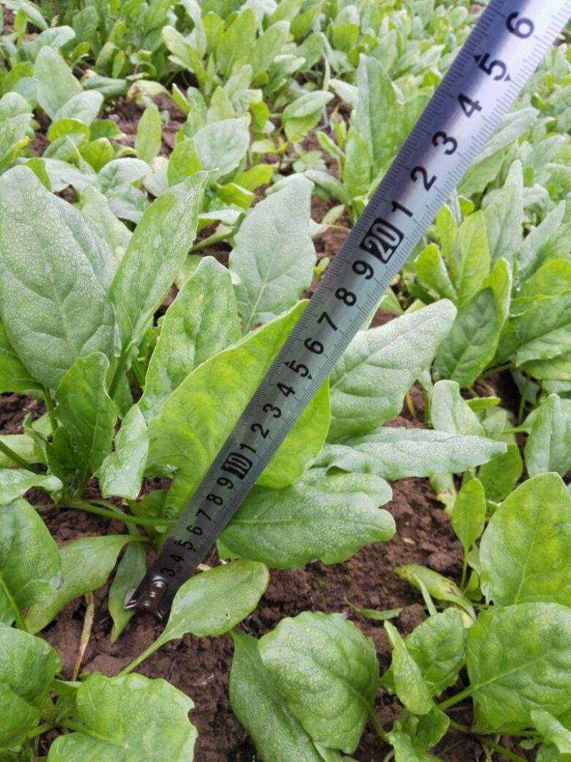 越冬菠菜15~20厘米