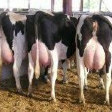 优质北京荷斯坦奶牛600~800kg