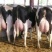 优质北京荷斯坦奶牛600~800kg