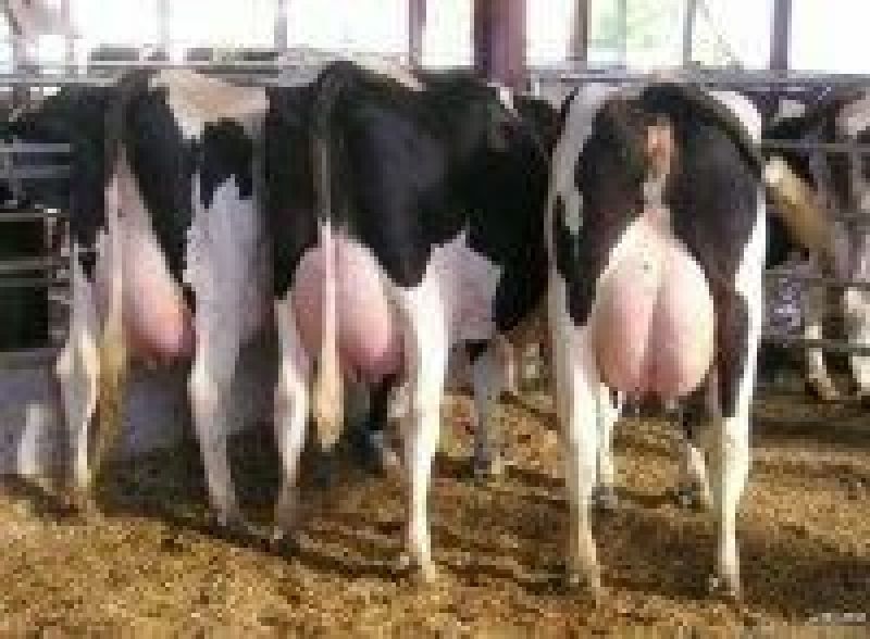 优质北京荷斯坦奶牛600~800kg