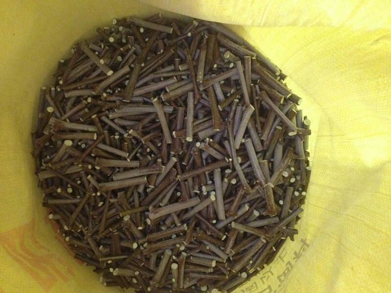 沾化冬枣一年苗两年苗成活率高占地冬枣树苗接穗供货