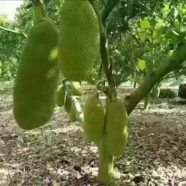 菠萝蜜