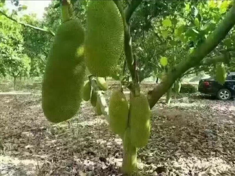 菠萝蜜
