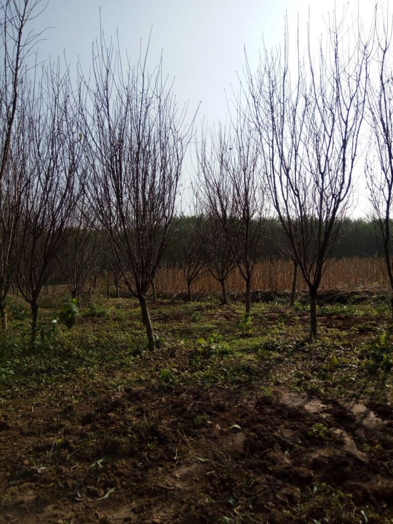 榆叶梅价格梅花价格苗圃直销规格齐全无中介