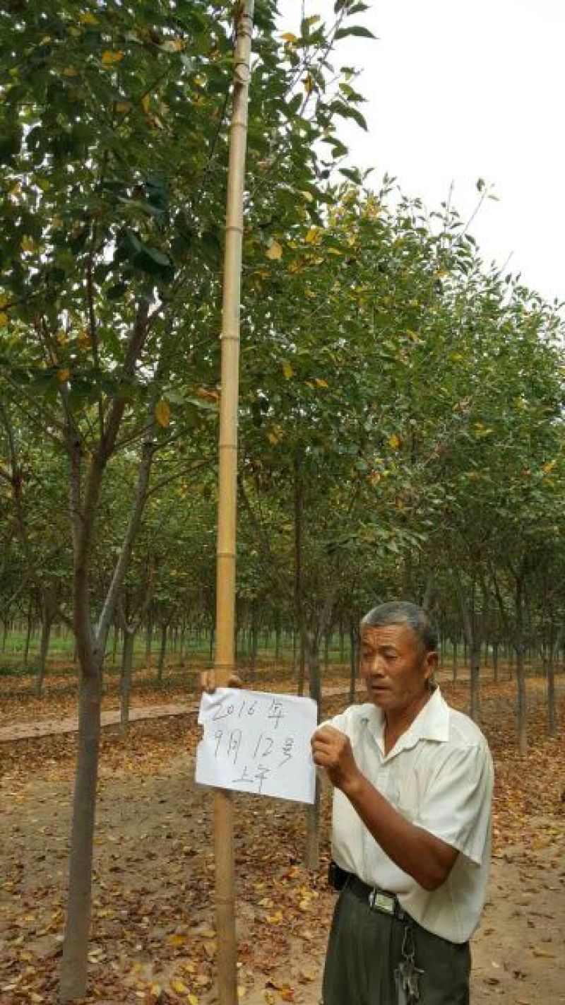 樱花树3-20公分量大供应商要的提前预约