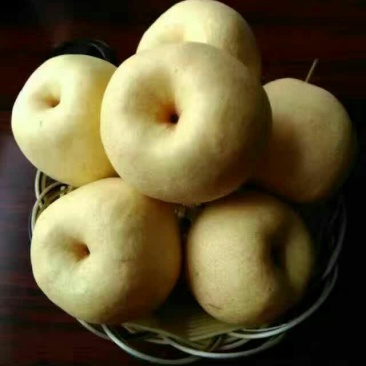 酥梨200~250g纸袋