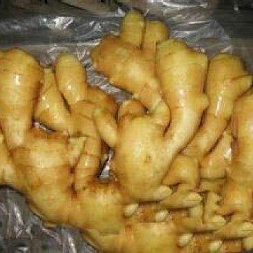 大黄姜产地直销批发价格，货源充足，全国发货