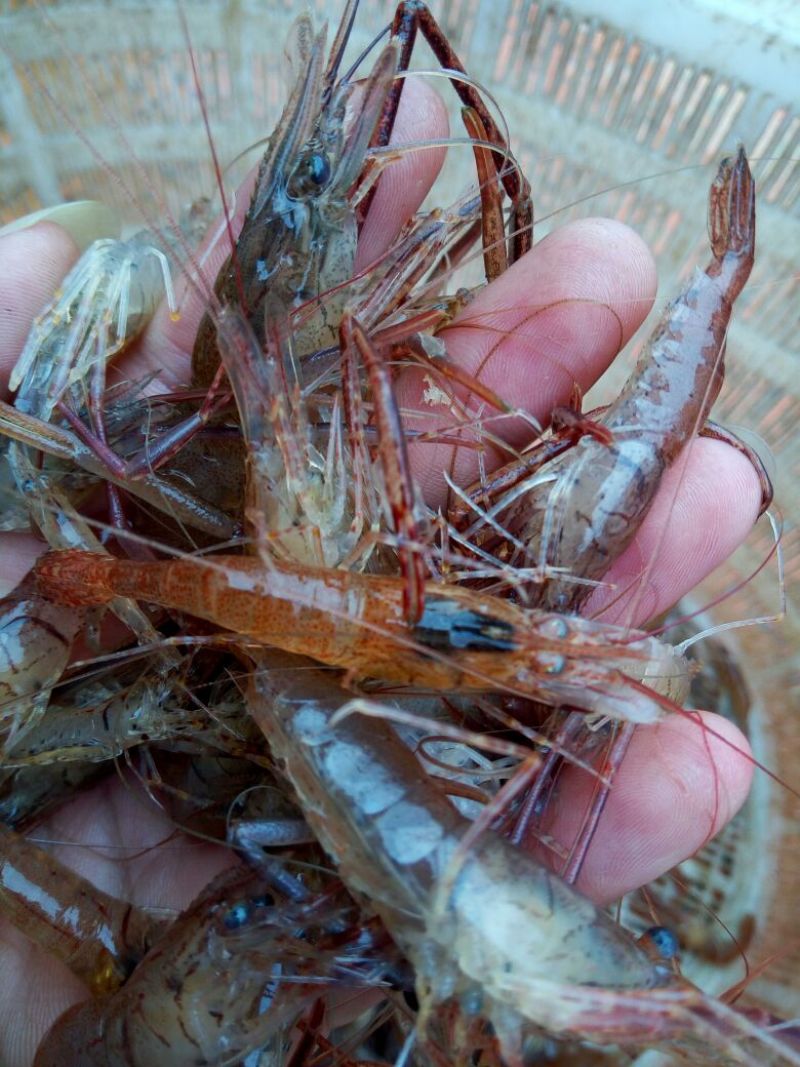 河虾活虾16~20只/kg