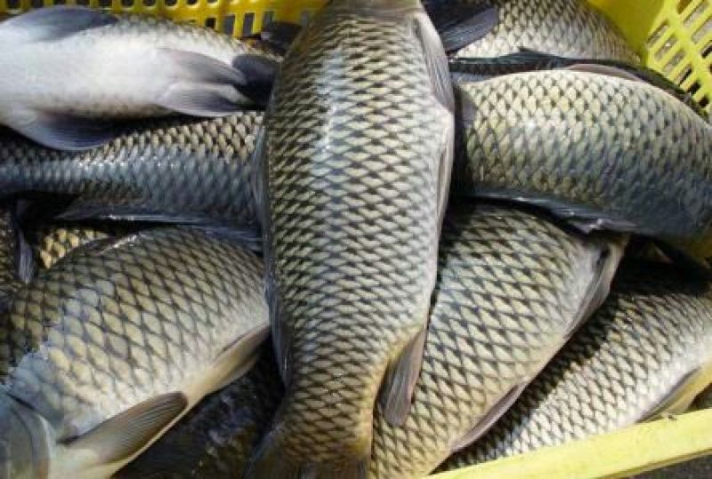 红鲤食用0.5~1公斤