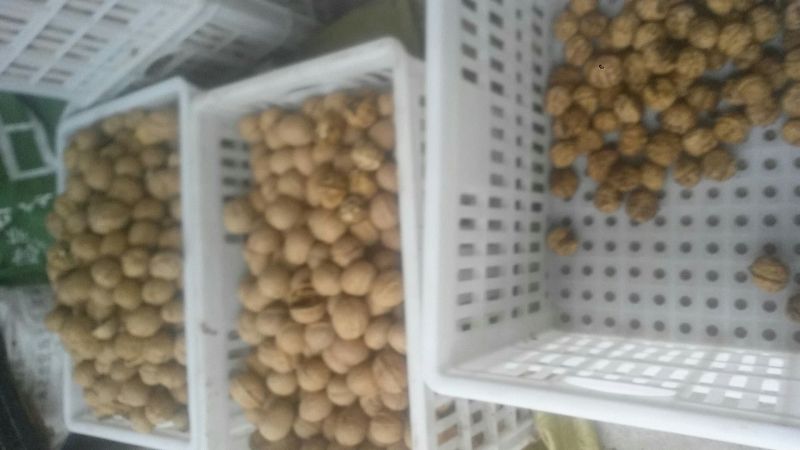 核桃去皮干
