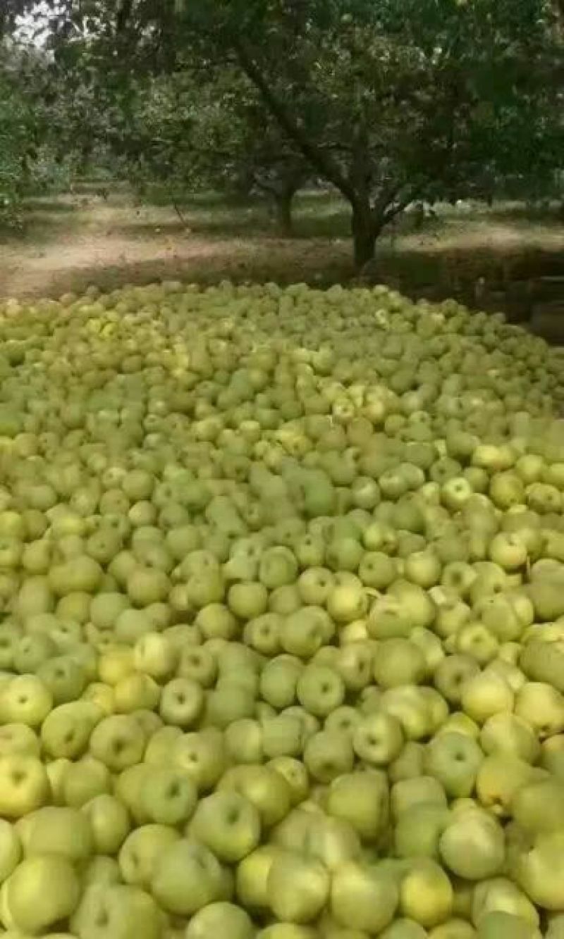 酥梨250~300g光果