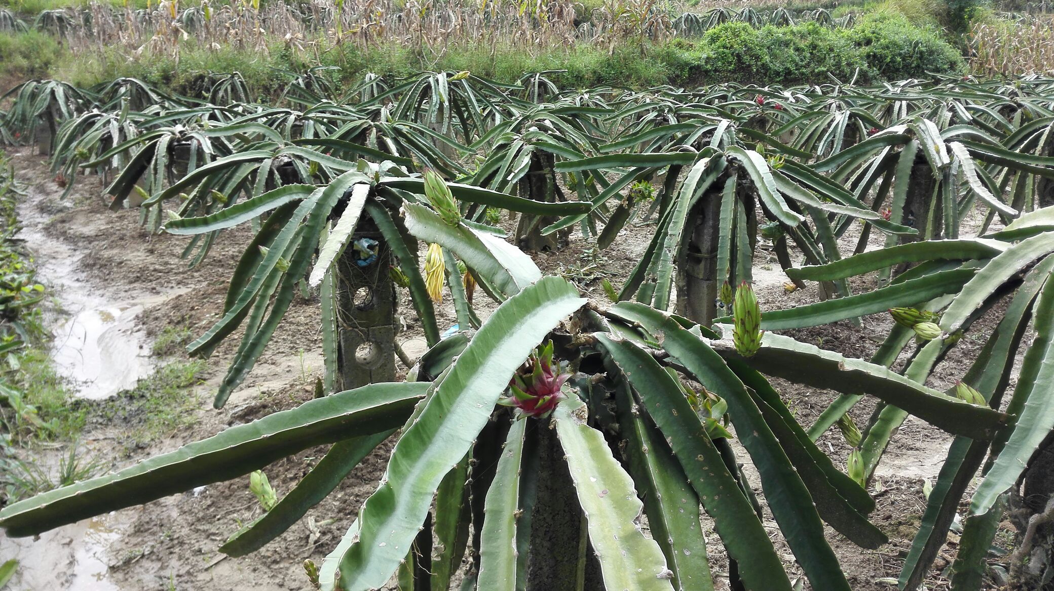 广西玉林市陆川县红玉火龙果 中(5-7两)批发_1