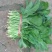越冬菠菜25~30厘米