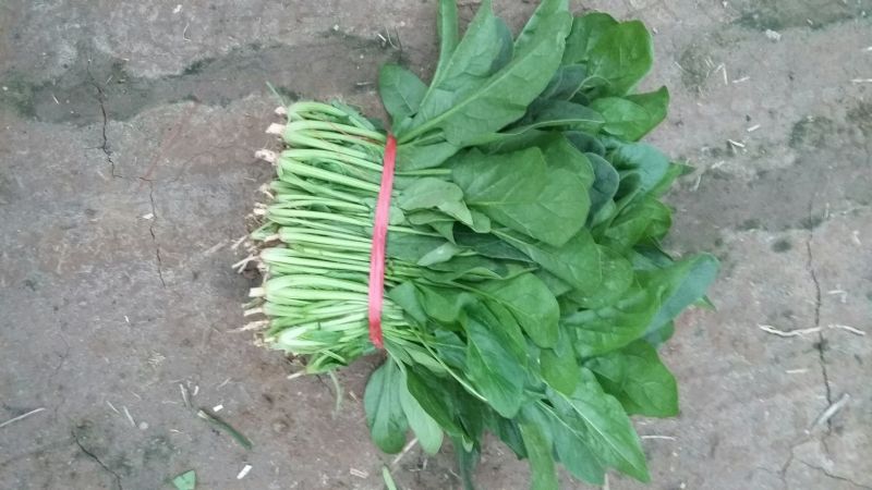 越冬菠菜25~30厘米