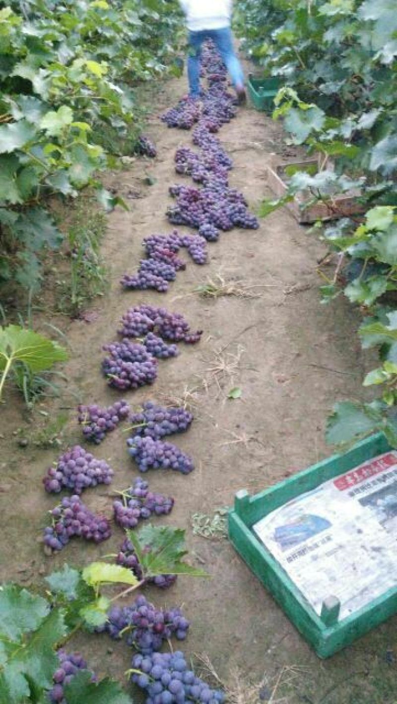 巨峰葡萄