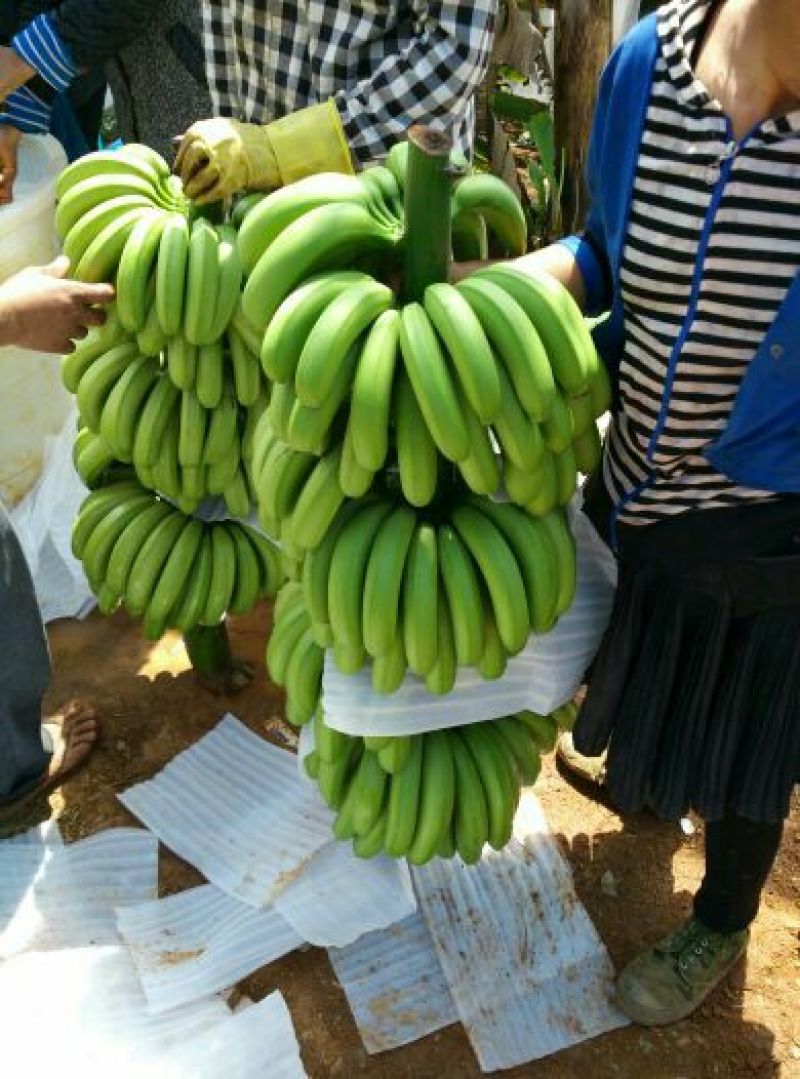 威廉斯香蕉