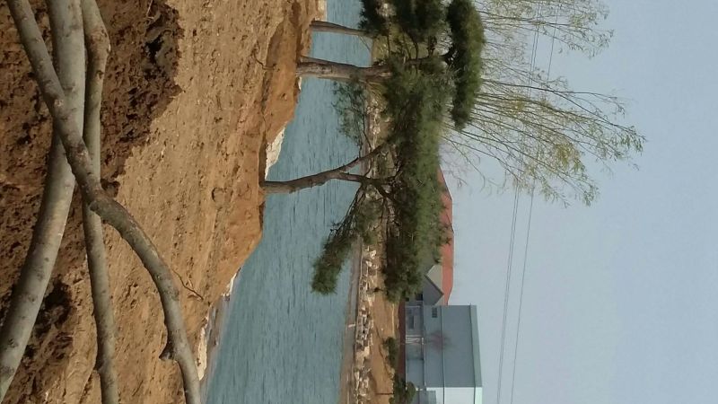 造型松14公分