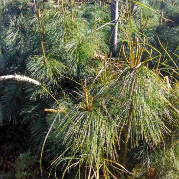华山松80~100cm