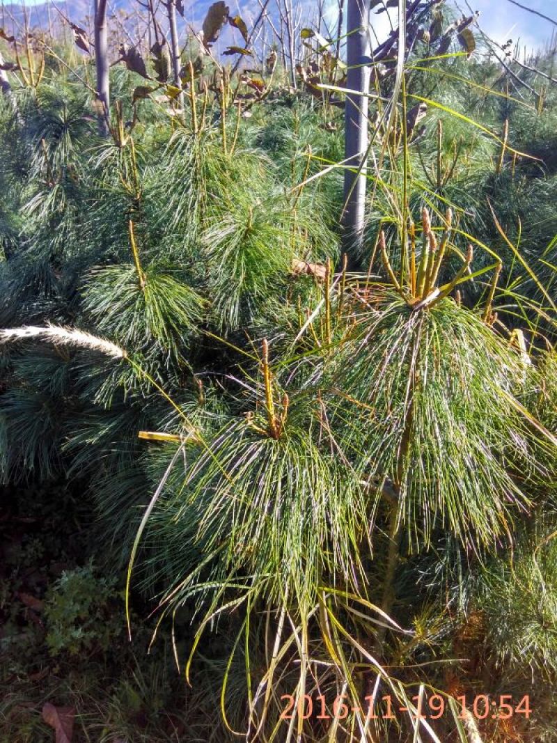 华山松80~100cm