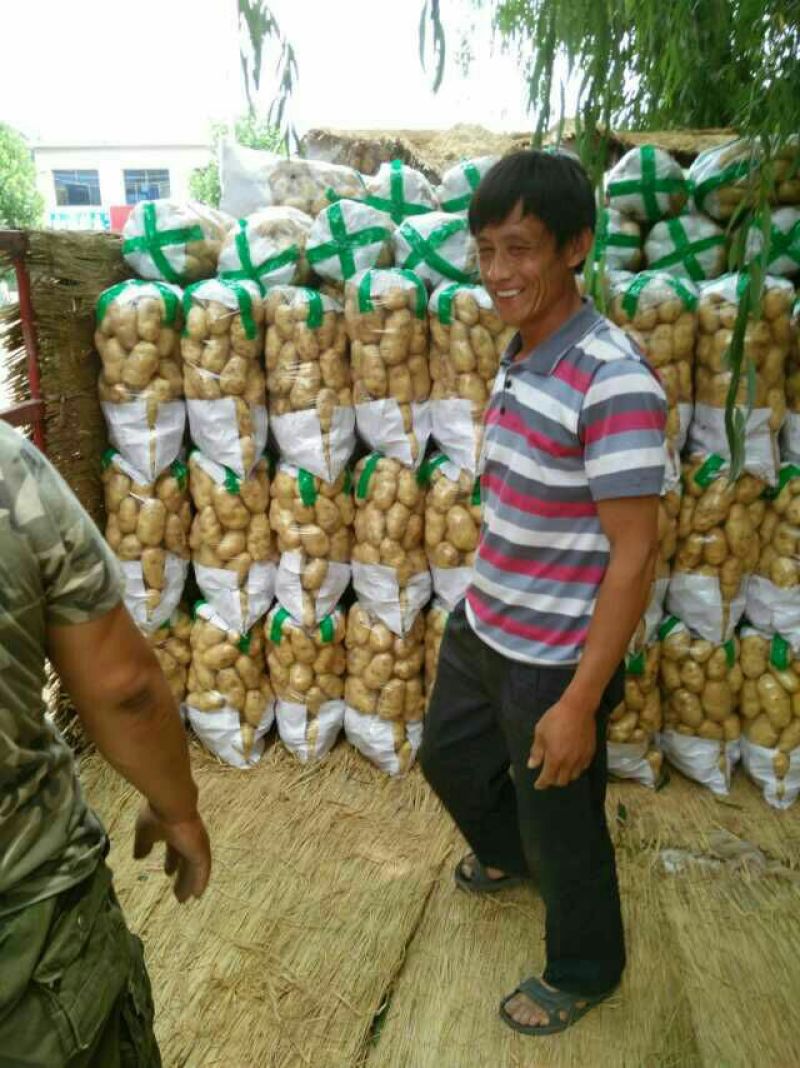山东肥城冷库储存土豆，沃土，荷兰系列，袋装，箱装
