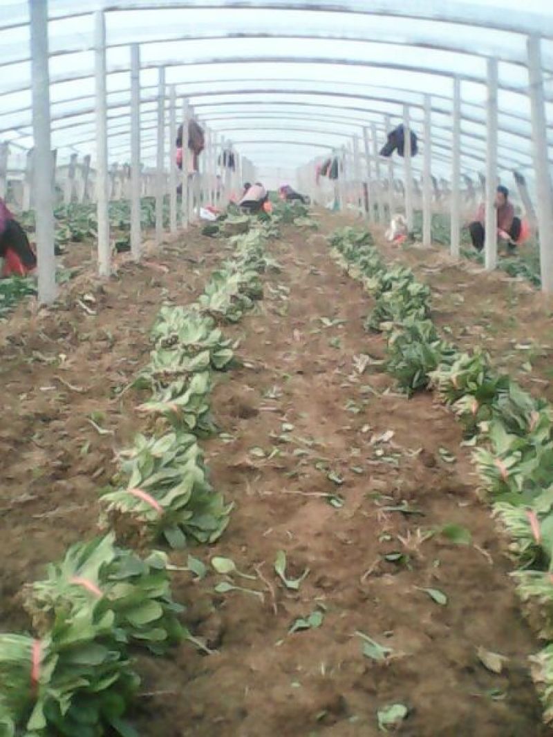 名门菠菜