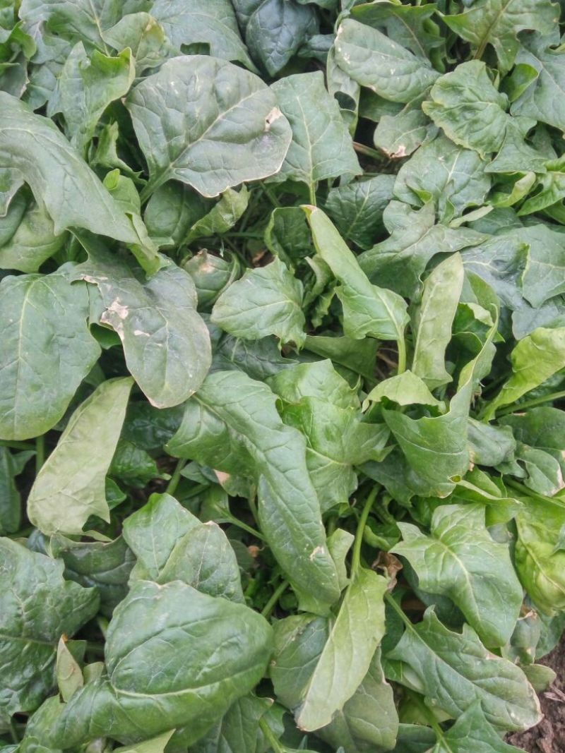 大叶菠菜15~20厘米