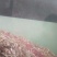 红小豆散装