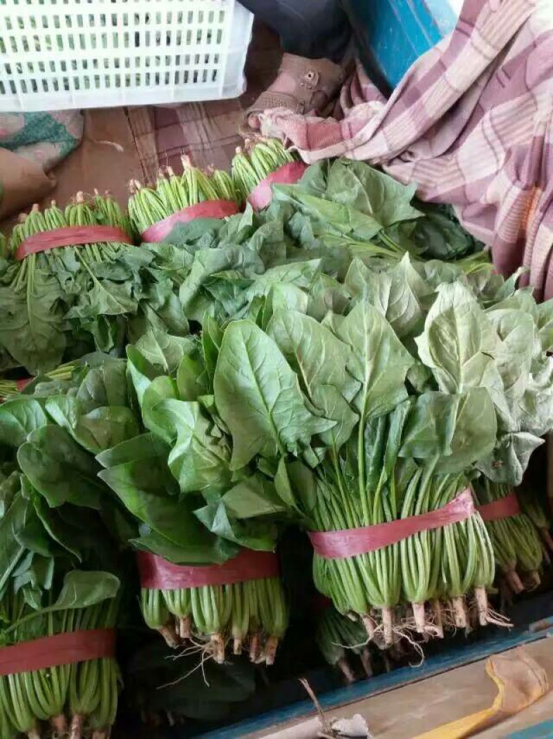 大叶菠菜25~30厘米