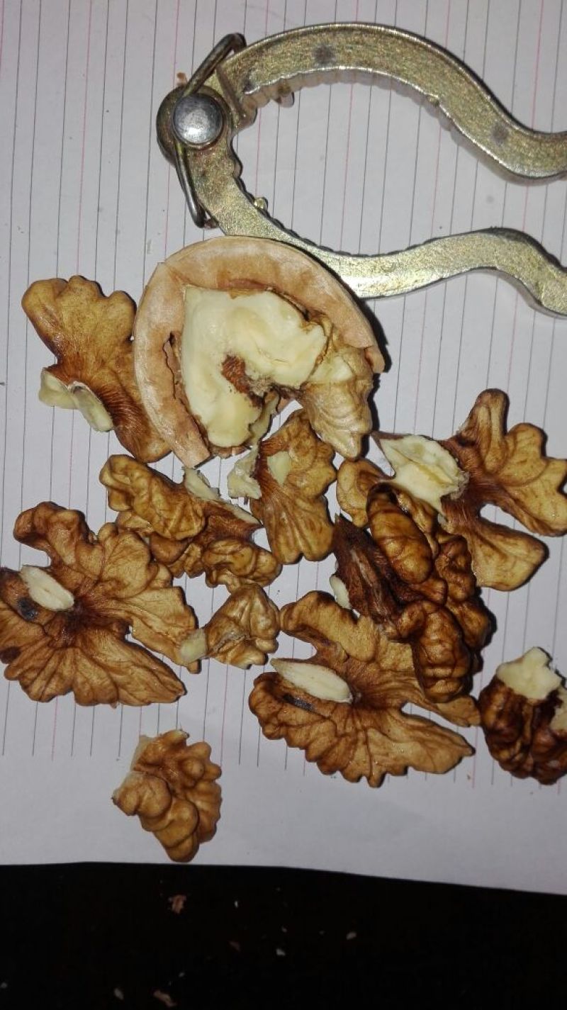 薄皮核桃30mm以上青皮