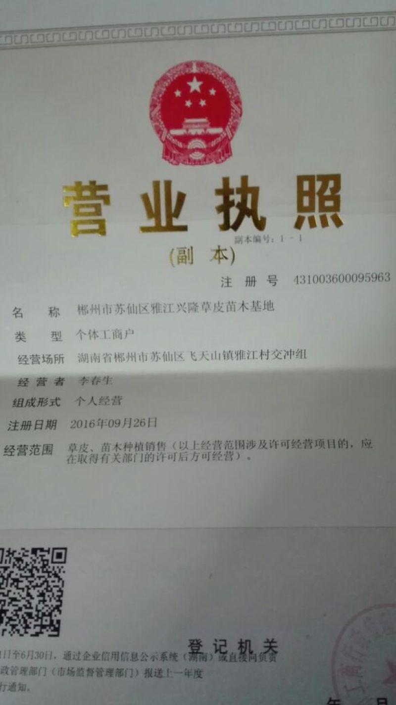 毛鹃2cm以下0.5米以下