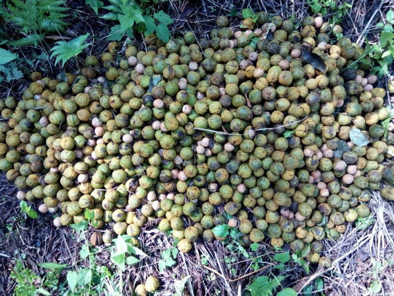 野生核桃去皮干