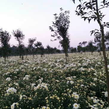 菊花茶