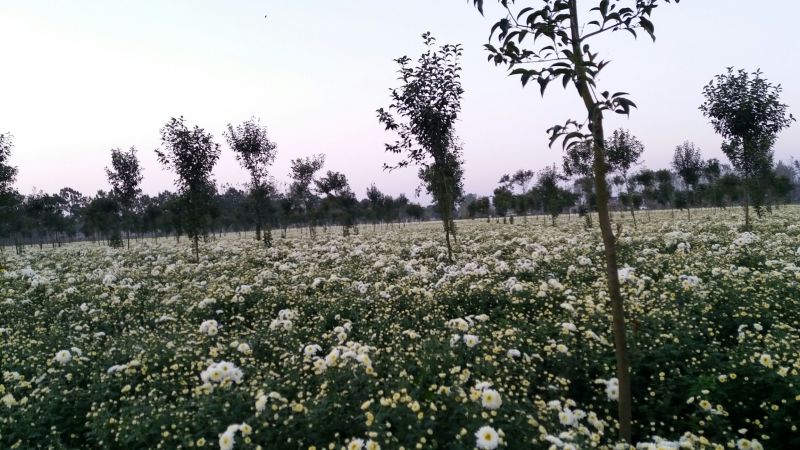 菊花茶
