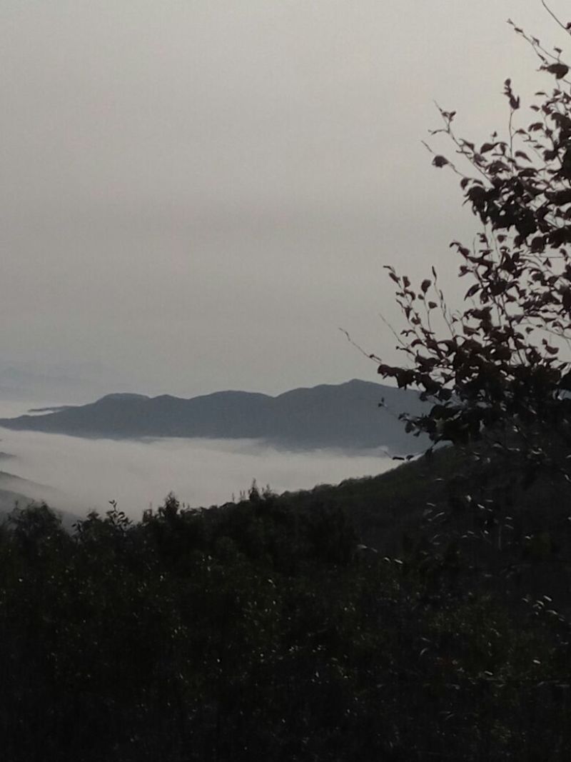 榛子特级