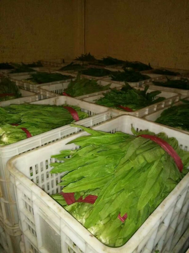 油麦菜20~25厘米以上需要联系价格便宜