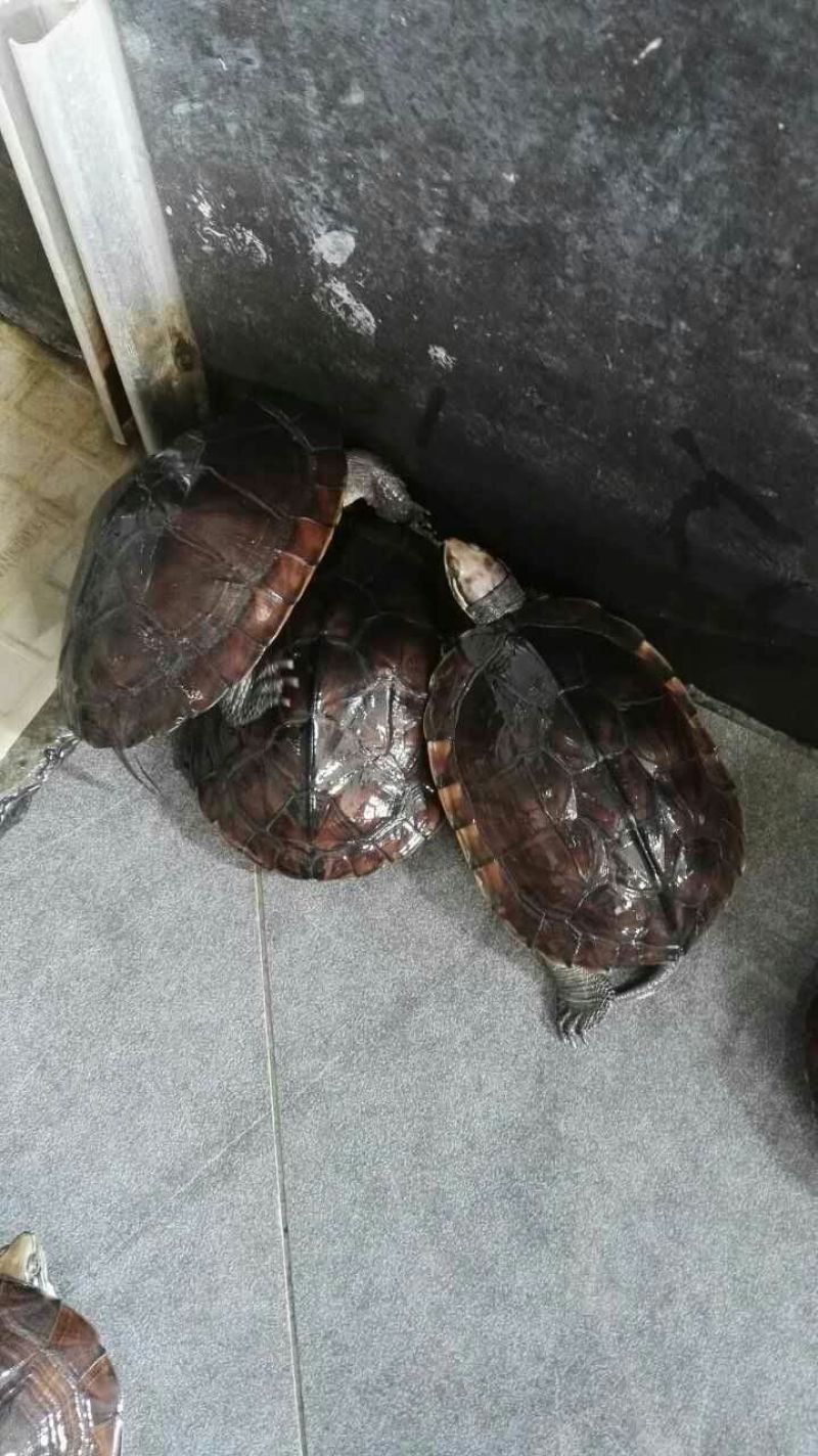 鳖