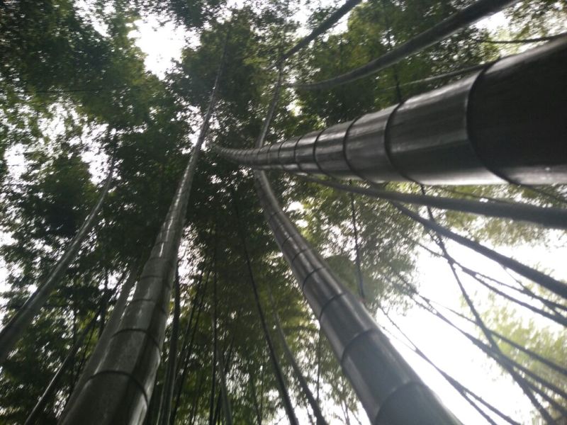 楠竹