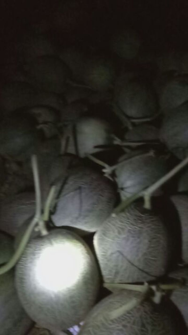 海南25号哈密瓜2斤以上椭圆形