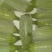 绿皮西葫芦0.8斤以上