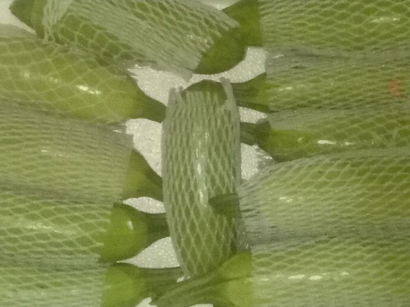 绿皮西葫芦0.8斤以上