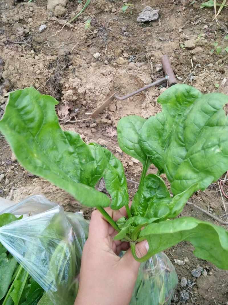 大叶菠菜15~20厘米