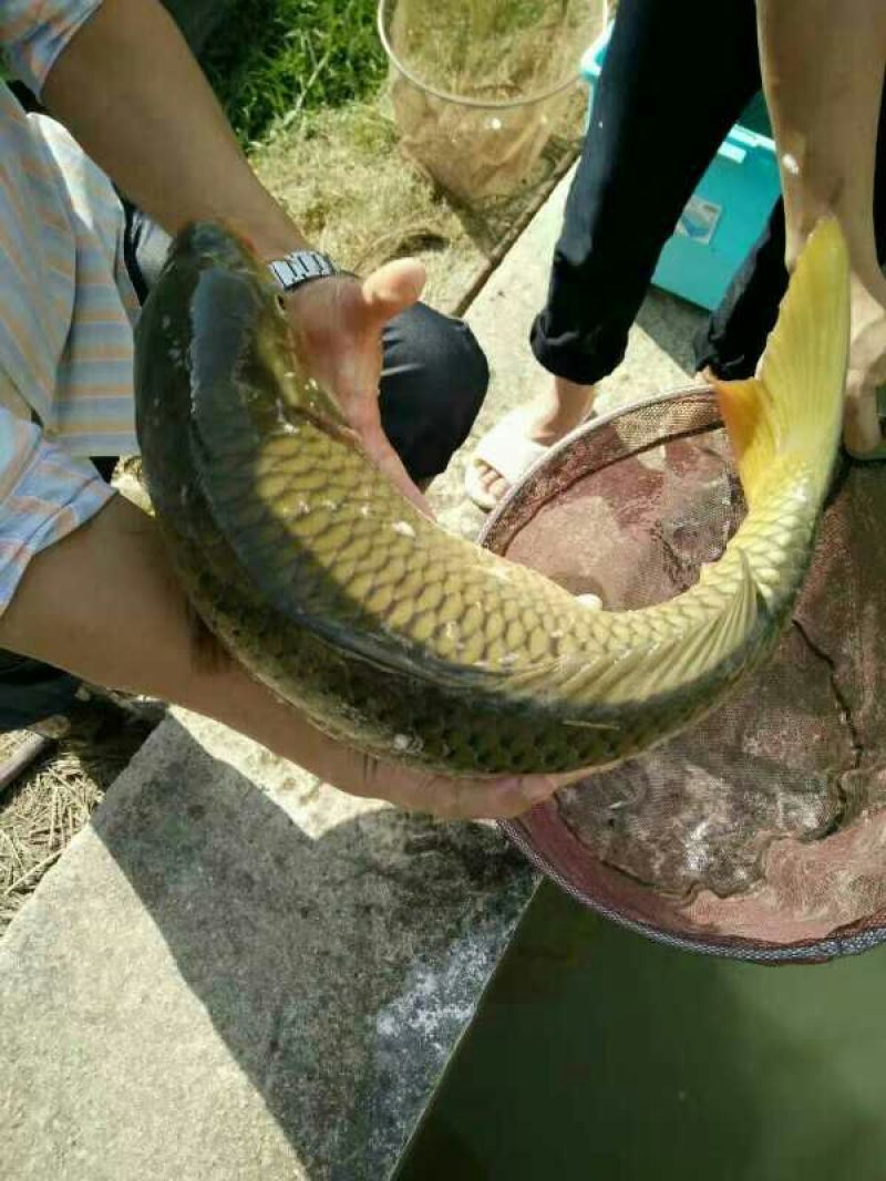 鲤鱼食用1~2公斤