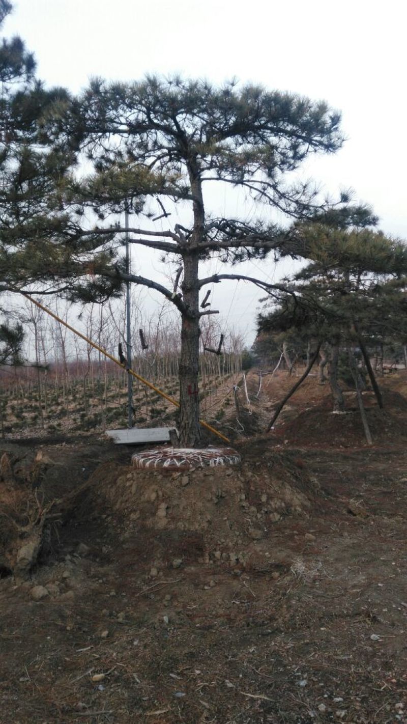 泰安成运苗木出售形道树造型油松，泰山景松