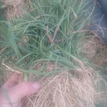 麦冬草