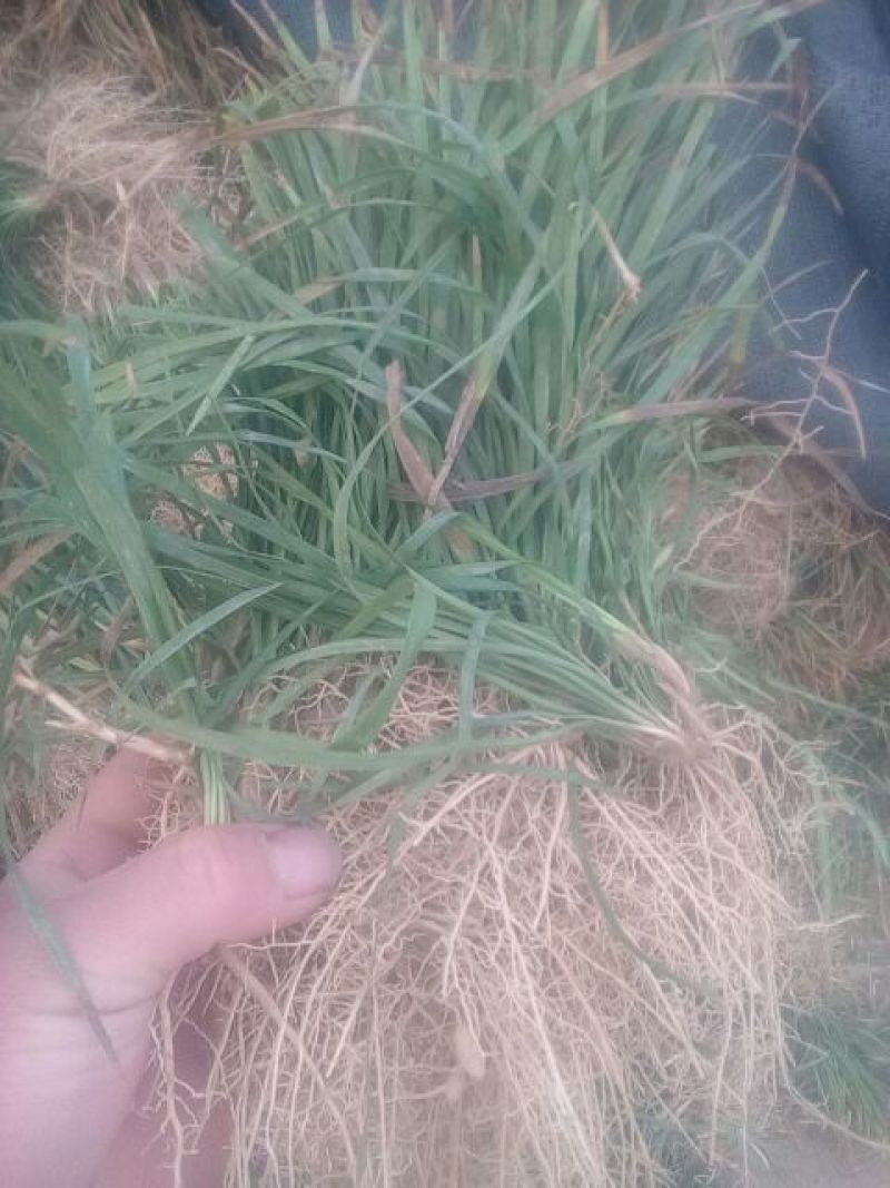 麦冬草